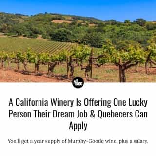Have you ever thought to yourself, "Forget this, I'm gonna go work on a vineyard somewhere?" Well, this could be your opportunity!!⁠
⁠
*Click the link in @mtlblog bio for the full story! ⁠
⁠
📸: Svetlana Day via @dreamstime⁠
