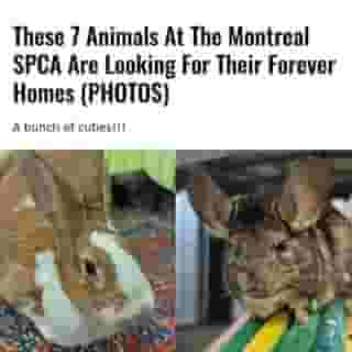 The Montreal SPCA is always searching for caring and compassionate people to take in one of the many animals up for adoption at its facility.⁠
⁠
*Click the link in @mtlblog bio for the full story! ⁠
⁠
📸: SPCA⁠
