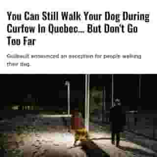 Concerned dog owners across the province can rest easy as the government confirmed that they canb walk their dogs during the curfew hours in Quebec. ⁠
⁠
*Click the link in @mtlblog bio for the full story! ⁠
