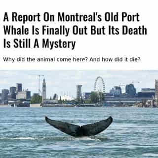 Maybe one of the most mysterious things to ever happen in Montreal.⁠
⁠
*Click the link in @mtlblog bio for the full story! ⁠
⁠
📸: Réseau québécois d’urgences pour les mammifères marins | Courtesy of the GREMM⁠
