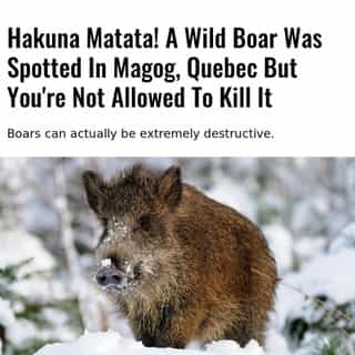 Quebec's Ministry of Forests, Fauna, and Wildlife (MFFP) is asking residents who see the boar to report it and not approach it whatsoever. ⁠
⁠
*Click the link in @mtlblog bio for the full story! ⁠
⁠
📸: Michael Migos via @dreamstime⁠
