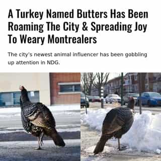 Have you spotted Butters?? 🦃⁠
⁠
*Click the link in @mtlblog bio for the full story! ⁠
⁠
📸: Jet P.⁠
