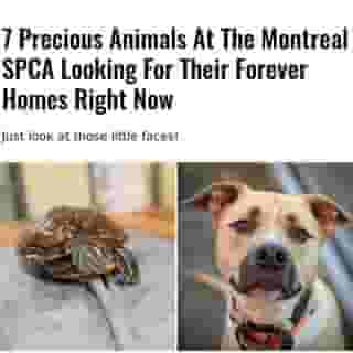 Why not head down to the Montreal SPCA to look for your fur-ever bestie and the newest member of your family? 🐾⁠
⁠
*Click the link in @mtlblog bio for the full story! ⁠
⁠
📸: @spcamontreal⁠
