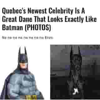 Maybe it's because we could all use a hero right now, or maybe it's because this dog is way too handsome, but people are crazy for Enzo, a Great Dane from Lévis, Quebec who looks just like Batman.  ⁠
⁠
*Click the link in @mtlblog bio for the full story! ⁠
⁠
📸: Garn Phakathunya via @dreamstime & @enzo.greatdane⁠
