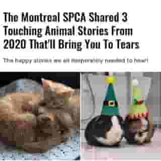 A sick guinea pig found a new best friend.⁠
⁠
*Click the link in @mtlblog bio for the full story! ⁠
⁠
📸: @spcamontreal⁠
⁠
#montreality #montrealcity #montrealmoments #spca
