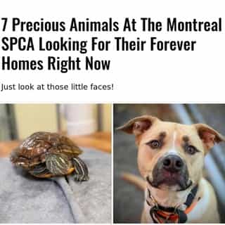 With red zone restrictions feeling like they're going on and on and on, it's the perfect time to find your new BFF that, yes, you can see even though we're in lockdown.⁠
⁠
*Click the link in @mtlblog bio for the full story! ⁠
⁠
📸: @spcamontreal⁠
⁠
#montrealigers #montreality #mtlmoments #montrealcity #montreallife #montrealjetaime