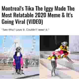 2020 has brought its challenges. One of the most frustrating is getting all dressed up with nowhere to go. And no one feels our pain more than Tika the Iggy, Montreal's most fashionable dog.⁠
⁠
*Click the link in @mtlblog bio for the full story! ⁠
⁠
📸: tikatheiggy⁠
⁠
#montrealigers #mtlmoments #montreality #montrealcity⁠
