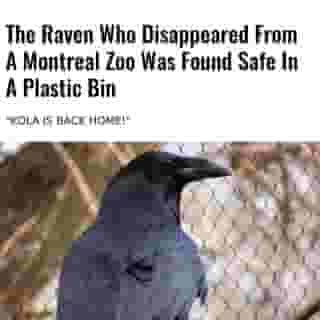 Staff at a Montreal area zoo have something to crow about! ⁠
⁠
*Click the link in @mtlblog bio for the full story! ⁠
⁠
📸: @zooecomuseum⁠
⁠
#montrealigers #montreality #mtlmoments #montrealcity #montreallife #quebeclife