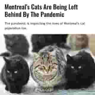 Data from the Montreal SPCA reveals a-paw-ling new details on how the pandemic is affecting the province’s stray cat population.⁠
⁠
*Click the link in @mtlblog bio for the full story! ⁠
⁠
📸: Pavlo Vakhrushev via @dreamstime⁠
⁠
#montrealigers #montreality #mtlmoments #montrealcity #montreallife #montrealfood
