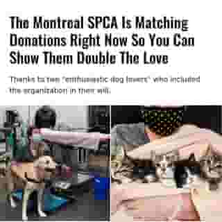 If you're an animal lover who's been looking to help the Montreal SPCA, then their new campaign is one way to maximize your support.⁠
⁠
*Click the link in @mtlblog bio for the full story! ⁠
⁠
📸: @spcamontreal ⁠
⁠
#montrealigers #montreality #mtlmoments #montrealcity #montreallife #animalrescue #animaladvocate #animaladdicts #rescueanimals