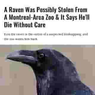 The Ecomuseum Zoo in Sainte-Anne-de-Bellevue is one resident short after the possible theft of Kola the raven.⁠
⁠
*Click the link in @mtlblog bio for the full story! ⁠
⁠
📸: @zooecomuseum⁠
⁠
#montrealigers #montreality #mtlmoments #montrealcity #montreallife 