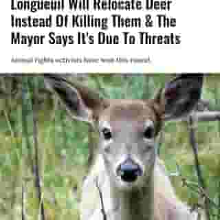 The City of Longueuil has decided to relocate a gang of deer overpopulating a local park in Quebec rather than carry out a "control operation," as previously planned, that would see them killed.⁠
⁠
*Click the link in @mtlblog bio for the full story! ⁠
⁠
📸: Deplanqueo via @dreamstime⁠
⁠
#animalnews #animalsafety