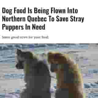 "With the additional challenges of the COVID-19 crisis, animals are suffering due to malnutrition."⁠
⁠
*Click the link in @mtlblog bio for the full story! ⁠
⁠
📸: Nadinekanz via @dreamstime⁠
⁠
#puppyoftheday #montreality #quebecoriginal #canadanews 