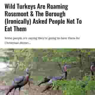 These wild animals were spotted in an alley between Saint-Vallier, Chateaubriand and Beaubien, as the Arrondissement de Rosemont - La Petite-Patrie Facebook page informed us.⁠
⁠
*Click the link in @mtlblog bio for the full story! ⁠
⁠
📸: Julie Feinstein via @dreamstime⁠
⁠
#montreality #mtlmoments #montrealcity #montreallife #montréal #quebecenphotos