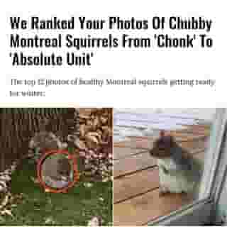 Few things announce the changing of the season like chubby Montreal squirrels. 🥜⁠
⁠
*Click the link in @mtlblog bio for the full story! ⁠
⁠
📸: @nana_wn72 & @_thanerd_⁠
⁠
#montreality #mtlmoments #montreallife #montréal #quebecenphotos #quebecmoments #quebecoriginal  #squirrellove #squirrelsofinstagram