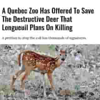 As Longueuil prepares to cull a group of deer, the Miller Zoo has made a final attempt to keep them alive.⁠
⁠
*Click the link in @mtlblog bio for the full story! ⁠
⁠
📸: First Last via @dreamstime⁠
⁠
#longueuil #quebecnews #quebecdeer #longueuildeer 