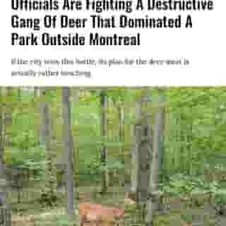 Parc Michel-Chartrand's deer population has reached more than double the park's capacity in recent years.⁠
⁠
*Click the link in @mtlblog bio for the full story! ⁠
⁠
📸: @amisduparcmichelchartrand⁠
⁠
#parcmichelchartrand #mtlpark #montrealpark #mtlnews ⁠
