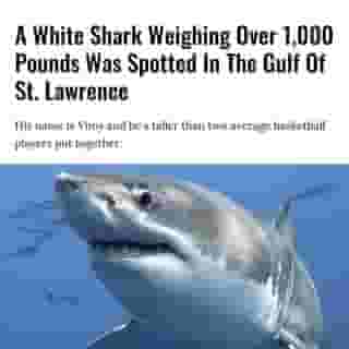 2020: the East Coast's summer of sharks? Over the past few months, two sharks, by the names of Brunswick and Teazer, have been caught hanging out in the Gulf of St. Lawrence. And now, it seems as though they've got a new friend.⁠
⁠
*Click the link in @mtlblog bio for the full story! ⁠
⁠
📸: VimyTheShark via @twitter⁠
⁠
#sharks #whiteshark #quebec #wildlife ⁠
