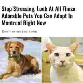 November is National Pet Adoption month across Canada and the PetSmart Charities of Canada are hosting an adoption spree to find forever homes for some of the cutest animals out there.⁠
⁠
*Click the link in @mtlblog bio for the full story! ⁠
⁠
📸: @petsmartcharities via Animatch & Reseau Secours Animal⁠
⁠
#mtl #montreal #adoptables #adoptadog #adoptionmtl⁠
