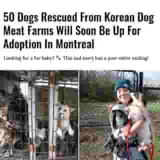 Humane Society International (HSI) announced yesterday it had rescued 196 dogs from South Korean dog meat farms and slaughter facilities. It’s a sad story with a very happy ending, especially for Montrealers... because 50 of these precious pups will make our city their new home.⁠
⁠
*Click the link in @mtlblog bio for the full story! ⁠
⁠
📸: Jean Chung & Ewa Demianowicz for @hsiglobal⁠
⁠
#adoption #montreal #mtl #dogsforadoption #rescueanimals #adoptmontreal⁠
⁠
