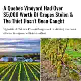 The vineyard's owner thinks the thief stole the grapes to make their own wine.⁠
⁠
*Click the link in @mtlblog bio for the full story! ⁠
⁠
📸: @coteaurougemon⁠
⁠
#coteaurougemon #quebecnews #quebecvineyard ⁠
⁠
