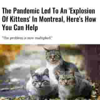 Here's how and what you can do to protect Quebec's cats.⁠
⁠
*Click the link in @mtlblog bio for the full story! ⁠
⁠
📸: Natalia Bachkova via @dreamstime⁠
⁠
#quebecnews #quebec #covid #covid19 ⁠
