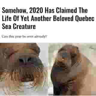 On Monday, Arnaliaq, a 17-year-old female Atlantic walrus that captured the hearts of both visitors and trainers, died in captivity at the Aquarium du Québec.⁠
⁠
*Click the link in @mtlblog bio for the full story! ⁠
⁠
📸: @aquariumduqc⁠
⁠
⁠
