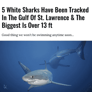 Meet Bluenose, Jefferson, Breton, Mahone, and Vimy. 🦈⁠
⁠
*Click the link in @mtlblog bio for the full story! ⁠
⁠
📸: Michael Valos via @dreamstime⁠
