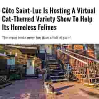 It's more fun than a ball of yarn, trippier than catnip, and it benefits a good cause.⁠
⁠
Click the link in @mtlblog bio for the full story! ⁠
⁠
📸: Pr2is via @dreamstime⁠
⁠
#cotesaintluc #quebec