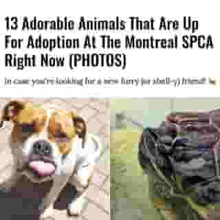 The Montreal SPCA is always searching for loving people to take in one of the many animals that come through its door.⁠
⁠
Click the link in @mtlblog bio for the full story! ⁠
⁠
📸: @spcamontreal⁠
⁠
#mtl #montreal #animals #adopt #adoption #spca⁠
⁠

