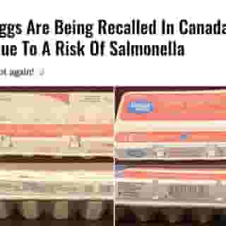 The Canadian Food Inspection Agency announced on October 8 that eggs from the Hilly Acres Farm company were being recalled in Nova Scotia and Newfoundland.⁠
⁠
*Click the link in @mtlblog bio for the full story! 👈⁠
⁠
📸: @cfia_canada⁠
⁠
⁠
