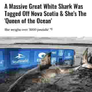 This is an enormous animal! She has been named Nukumi which means grandmother in Mi'kmaq.⁠
⁠
*Click the link in @mtlblog bio for the full story! 👈⁠
⁠
📸: @ocearch⁠
⁠
#canada #wildlife #shark #greatwhiteshark #ocean #atlanticocean #novascotia