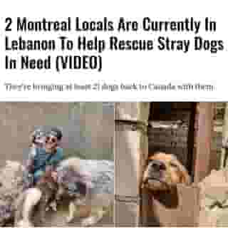 We spoke with Kim Desautels and Yossi Ohana, the co-founders of the organization, to find out more about the inspiring mission that members of their team are currently on.⁠
⁠
Click the link in @mtlblog bio for the full story! ⁠
⁠
📸: @rescuealldogsco⁠
