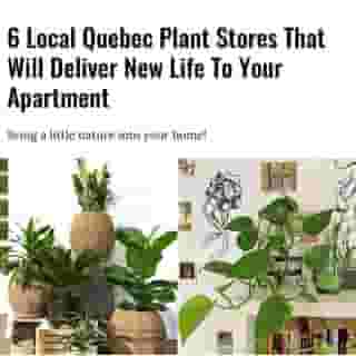 Being cooped up inside gives us the urge to redecorate and reimagine our space. With this in mind, we found six local Quebec plant stores that you can order from online and they'll deliver your new little green roommates right to your door! 🌱⁠
⁠
Click the link in @mtlblog bio for the full story! ⁠
⁠
📸: @vertuosemontreal & @fernwehbebe⁠
⁠
#mtl #montreal #plants #indoorjungle ⁠
