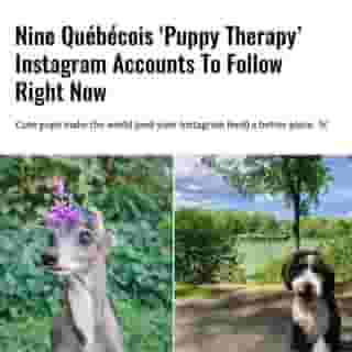 It's safe to say that 2020 has ... not been the year we expected. And as much as baking bread and TikTok dances have been a great way to get through it, what we really need is some puppy therapy.⁠
⁠
Click the link in @mtlblog bio for the full story! ⁠
⁠
📸: @tikatheiggy & @mynameismilooooo⁠
⁠
#mtl #dogs #montreal