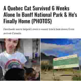 The feel-good story you need today. 😻⁠
⁠
Click the link in @mtlblog bio for the full story! ⁠
⁠
📸: Khristine Lahaie & Jaahnlieb via @dreamstime⁠
⁠
#mtl #montreal #banff #cat⁠
