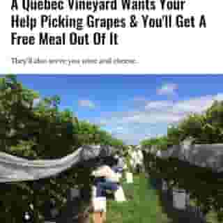 Have you ever thought about packing up your life, setting your worries aside and moving to a farm to live off the land? Or how about vacationing on a vineyard where you can be 'one' with the grapes and the wine?⁠
⁠
Click the link in @mtlblog bio for the full story! ⁠
⁠
📸: @le_bourg_des_cedres⁠
⁠
#mtl #montreal #vineyard #explore⁠
⁠
