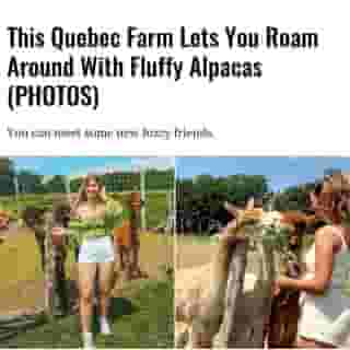 There's something magical about connecting with animals, especially when we're talking about animals as cute as alpacas! And, located a little over four hours from Montreal, lives an alpaca farm that's bound to melt your heart. Alpagas Charlevoix Alpacas is found in Quebec's Charlevoix region.⁠
⁠
Click the link in @mtlblog bio for the full story! ⁠
⁠
📸: @chloechamberland & @cavalieritalienne⁠
