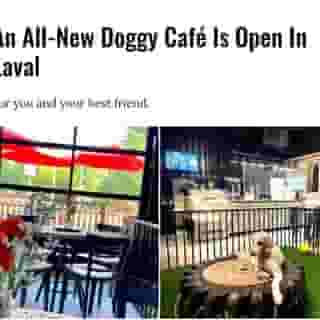 Nothing better than a coffee date with your bff! 🐶⁠
⁠
Click the link in @mtlblog bio for the full story! ⁠
⁠
📸 : @cafecaninarthur⁠
⁠
#mtl #dog #doggo #dogcafe #laval #montreal #dogs #coffee⁠
