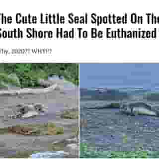 Another marine mammal death in the Montreal area. 😢⁠
⁠
Click the link in @mtlblog bio for the full story. ⁠
⁠
📸: Courtesy of Mathieu Poissant⁠
