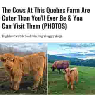 They're so pretty! ✨🐮⁠
⁠
Click the link in @mtlblog bio for the full story! ⁠
⁠
📸: @joy_in_your_plate & @kamepa