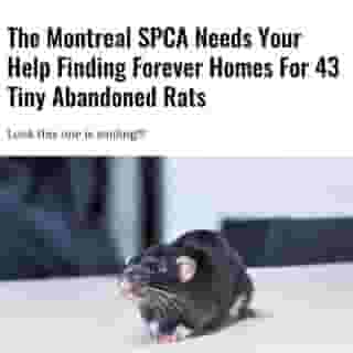 Spread the word!⁠
⁠
Click the link in @mtlblog bio for the full story! ⁠
⁠
📸: @spcamontreal⁠
