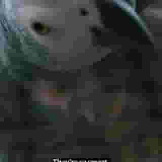 TikTok is obsessed with parrots. It’s fueling a global black market. Rolling Stone teamed up with @wire_wildlife, a nonprofit journalism organization exposing wildlife crime and exploitation of nature. Watch the mini-doc made in association with RS Films at the link in our bio.