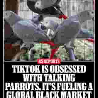 A @rollingstone x @wire_wildlife investigation: A yearlong probe into the African-grey trade reveals a web of poachers, egg smugglers, wealthy businessmen — and multitudes who want a talking bird. Hit the link in bio to read the report. 📷 @kaigner