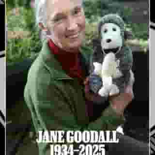 Jane Goodall, the celebrated primatologist and conservationist best known for her work studying the behavior of chimpanzees, died Wednesday, Oct. 1. She was 91. Head to the link in bio to read more. 📷 Michel Porro/Getty