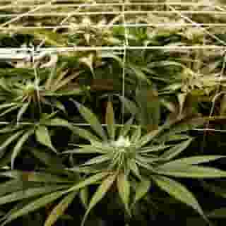 New Jersey legalized! Now, the question is whether legislators will create a new paradigm for legalization — or repeat the mistakes of the past. Tap the link in our bio to learn more about the city could be the tipping point for legal Marijuana. Photograph by Seth Wenig/AP