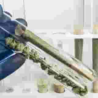 “This is a market that isn’t about the stoner, [but] about the curious consumer,” says Dean Crutchfield, chief business officer of Omē CannabisDNA. DNA testing, he says, reduces the learning curve and offers control over the cannabis experience. Click the link in our bio to read how DNA tests can help you find the best marijuana. Photograph by Shutterstock