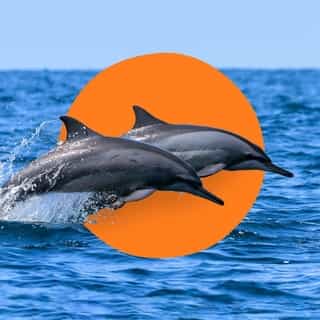 For some midday focus and relaxation, take a Nature Break. Explore our planet from the savanna to the deep sea with these short, relaxing films made in partnership with @bbcearth, now available in the Focus Mode tab in the app. Link in bio. 