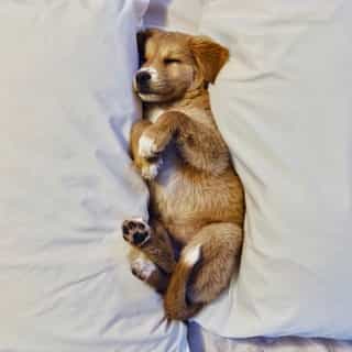 Is it just us, or did sleep get a whole lot harder recently? Check out the link in bio for a little shut-eye support. ⁠
⁠
⁠
⁠
#healthyhappy #headspace #sleep #mindfulness  #health #wellness #bedtime #goodnight