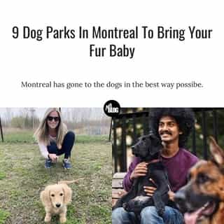 Our city has some amazing dog parks, so here are the nine best that you'll find around town 🐕⁠
⁠
*Tap the link in @narcitycanada's bio for more information 👈⁠
⁠
https://mtlblog.co/6hr⁠
⁠
📸: @megsbaxter & @i__be__mee